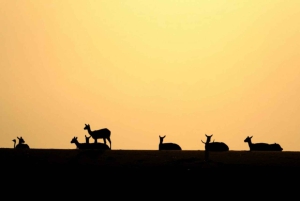 Riad: Safari im offenen Fahrzeug im Nofa Wildlife Park