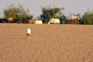Riad: Safari im offenen Fahrzeug im Nofa Wildlife Park