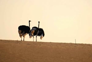 Riad: Safari im offenen Fahrzeug im Nofa Wildlife Park