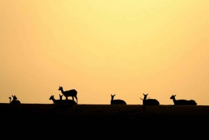 Riyadh: Safari i öppen bil i Nofa Wildlife Park