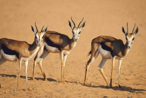 Riyadh: Safari i öppen bil i Nofa Wildlife Park