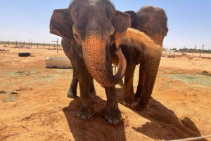 Riyadh: Safari i öppen bil i Nofa Wildlife Park