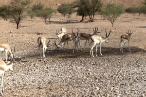 Riyadh Premier Private Edge of The World Tour Sunrise/Sunset