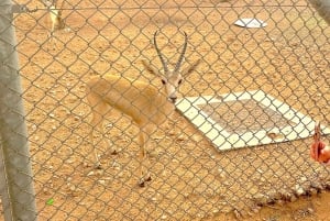 Riyadh Premier Private Edge of The World Tour Sunrise/Sunset