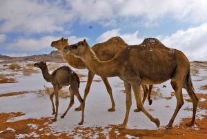 Saudi Arabia: Landscapes of Tabuk Tour