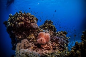 Snorkeling Trip In Jeddah