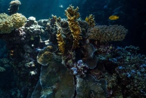 Snorkeling Trip In Jeddah