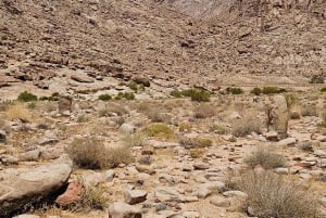 Tabuk: 2-daagse tour langs oude bezienswaardigheden met lunch
