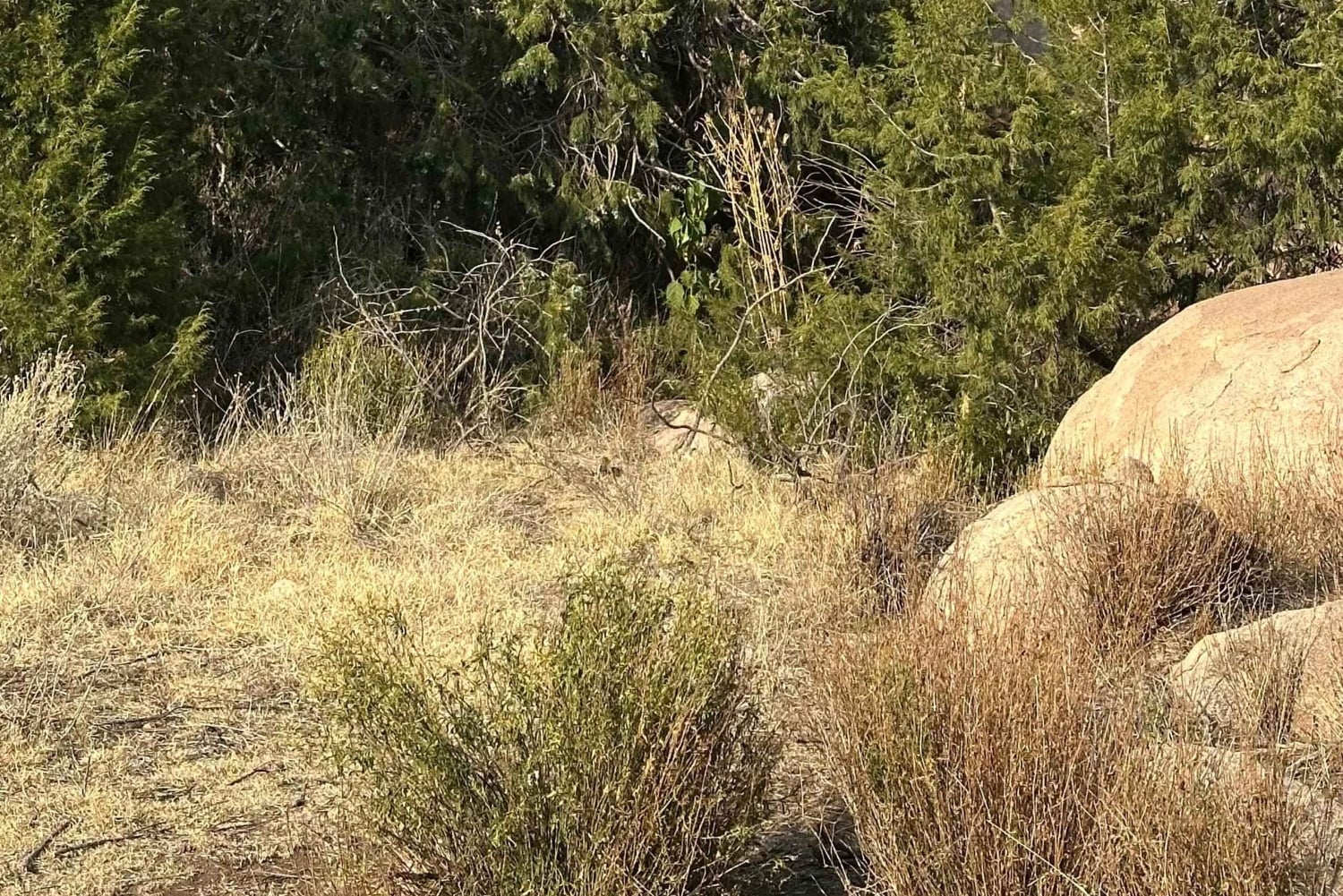 Taif: Al-Shafa Mountains Hike with Sunset & Dinner