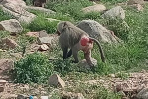 Desde Jeddah: Excursión a lo más destacado y a las montañas de Taif con guía local