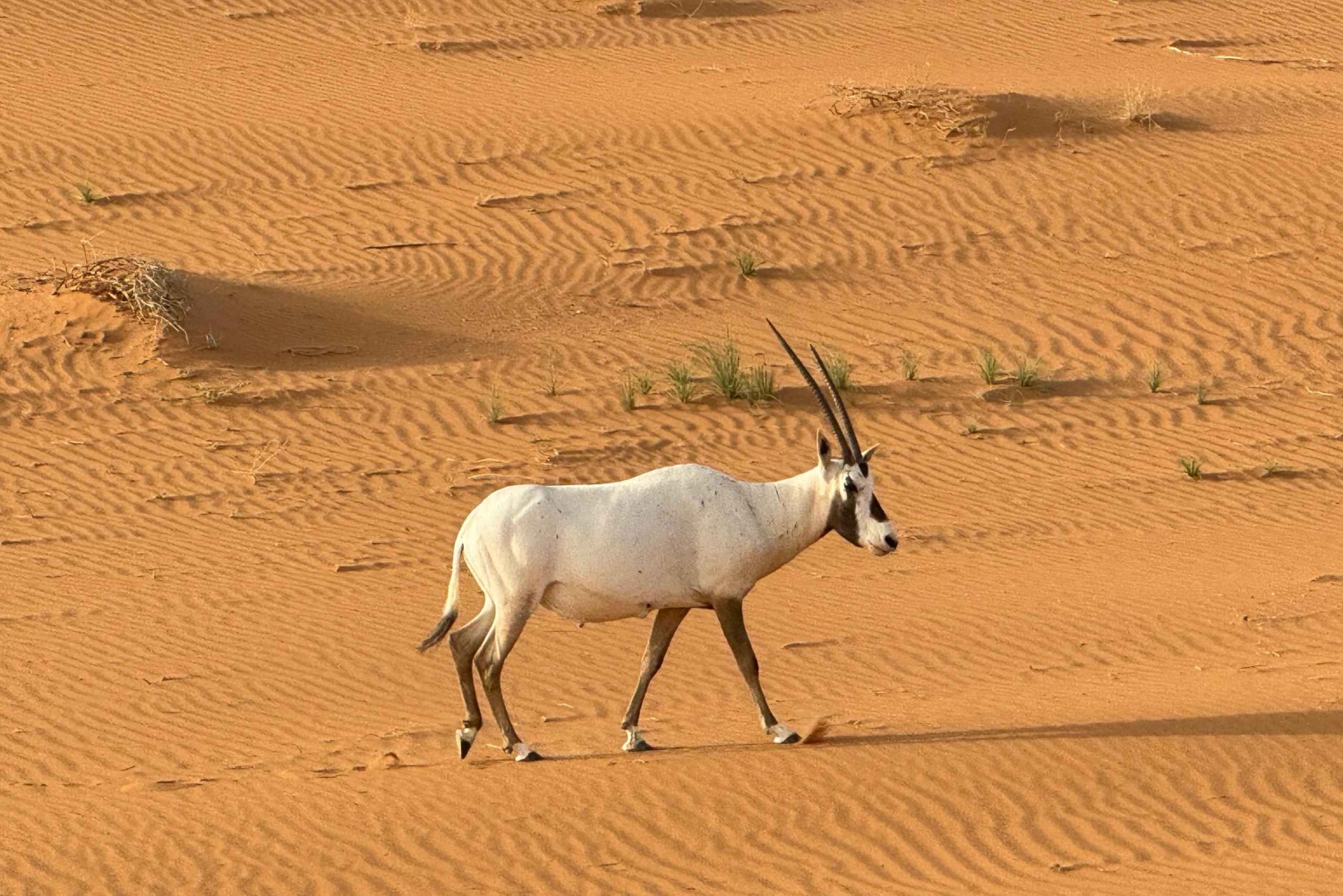 UNESCO-Weltkulturerbe: Wüstenexpedition nach Bani Ma'arid und AlFaw