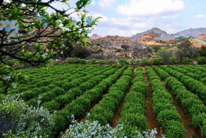 Visit Taif The City of Roses From Jeddah