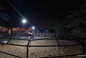 Sitio de visita de los Caballos de Medinah