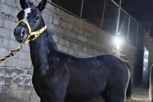 Visita o sítio dos cavalos de Medinah