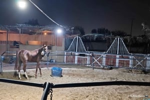 Bezoekplaats voor Paarden van Medinah