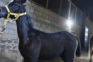 Sitio de visita de los Caballos de Medinah