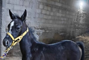 Visita o sítio dos cavalos de Medinah