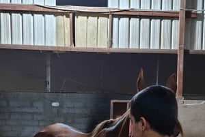 Sitio de visita de los Caballos de Medinah