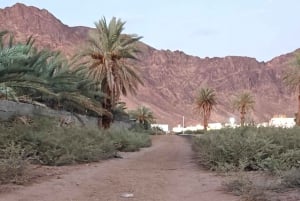 Sitio de visita de los Caballos de Medinah