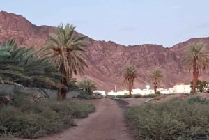 Sitio de visita de los Caballos de Medinah