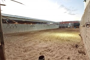 Visita o sítio dos cavalos de Medinah