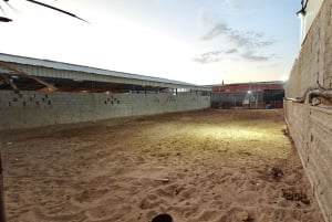 Visita o sítio dos cavalos de Medinah