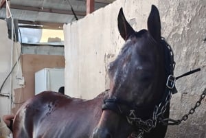 Sitio de visita de los Caballos de Medinah