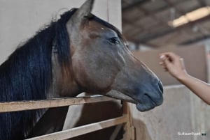 Sitio de visita de los Caballos de Medinah