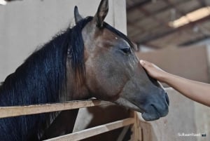 Visita o sítio dos cavalos de Medinah