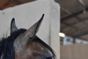 Visita o sítio dos cavalos de Medinah