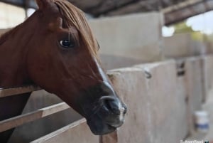 Bezoekplaats voor Paarden van Medinah