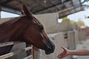 Bezoekplaats voor Paarden van Medinah