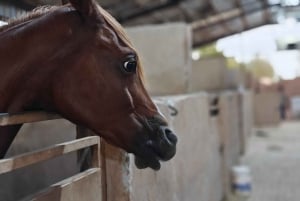 Visita o sítio dos cavalos de Medinah