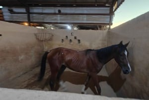 Sitio de visita de los Caballos de Medinah