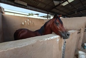 Sitio de visita de los Caballos de Medinah