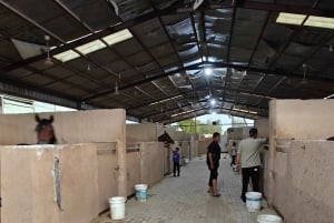 Sitio de visita de los Caballos de Medinah