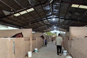 Sitio de visita de los Caballos de Medinah