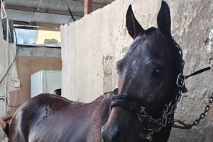 Sitio de visita de los Caballos de Medinah