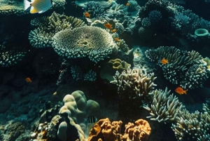 Yanbu: Stranddykking med instruktør