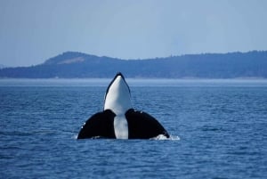 Anacortes: Orca Whales guaranteed boat tour near Seattle