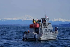 Anacortes: Orca Whales guaranteed boat tour near Seattle