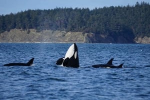 Anacortes: Orca Whales guaranteed boat tour near Seattle