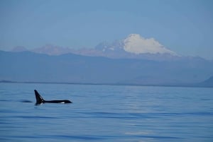 Anacortes: Orca Whales guaranteed boat tour near Seattle