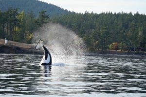 Anacortes: Orca Whales guaranteed boat tour near Seattle