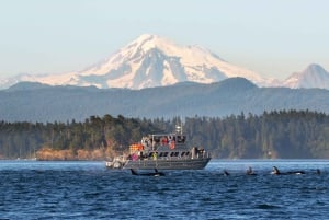 Anacortes: Whale and Orca Boat Tour near Seattle