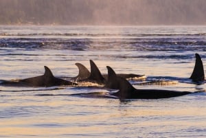 Anacortes: Whale and Orca Boat Tour near Seattle