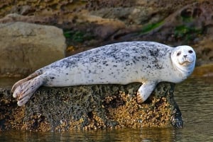 Anacortes: Whale and Orca Boat Tour near Seattle