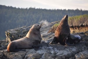 Anacortes: Whale and Orca Boat Tour near Seattle