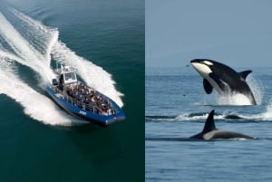 Anacortes: Aventura de avistamiento de ballenas cerca de Seattle