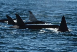 Anacortes: Aventura de avistamiento de ballenas cerca de Seattle